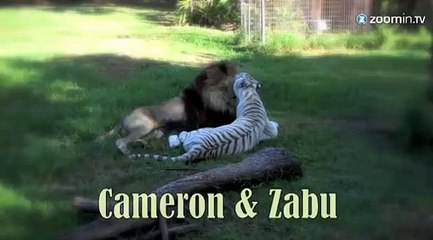 Un lion et une tigresse inséparables