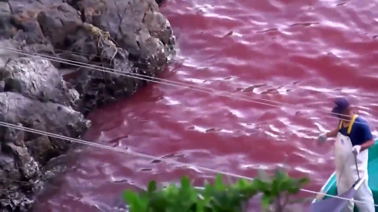 Japon : le massacre annuel de dizaines milliers de dauphins dans la baie de Taiji