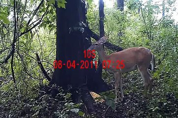 La flatulence de la biche