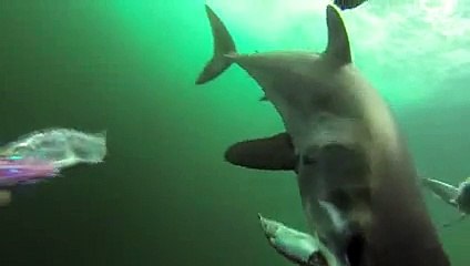 Les dents de la mer, en vrai