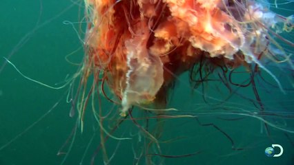 Australie : un étrange méduse géante retrouvée sur une plage