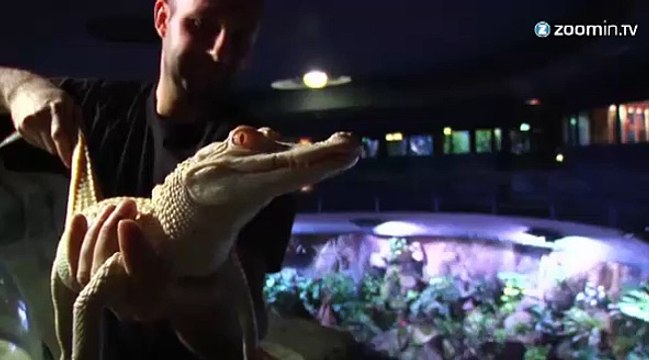 Deux bébés alligators albinos présentés à Paris