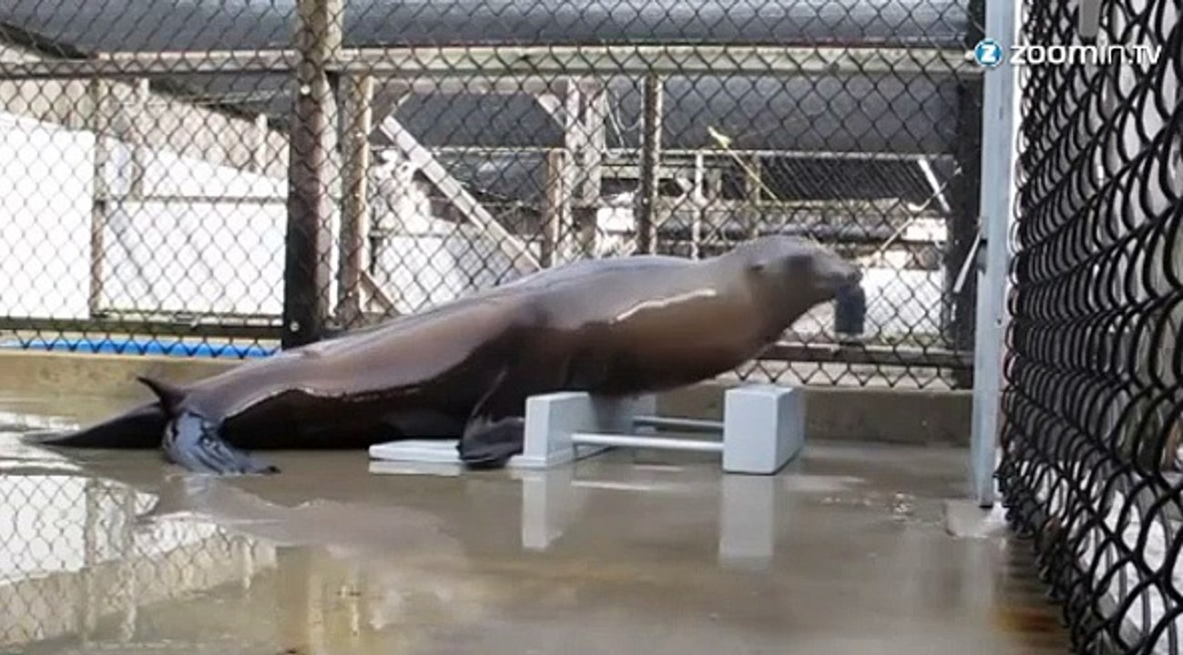 Un lion de mer qui danse en rythme !