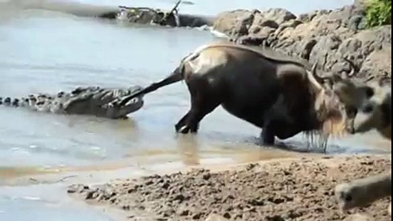 NOBLE WİLDEBEEST VS. MASSİVE CROCODİLE Animal Videos