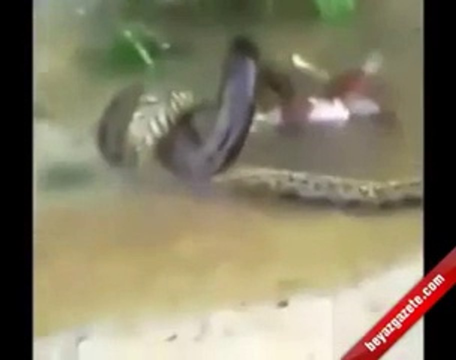 PYTHON EATS COW Animal Videos