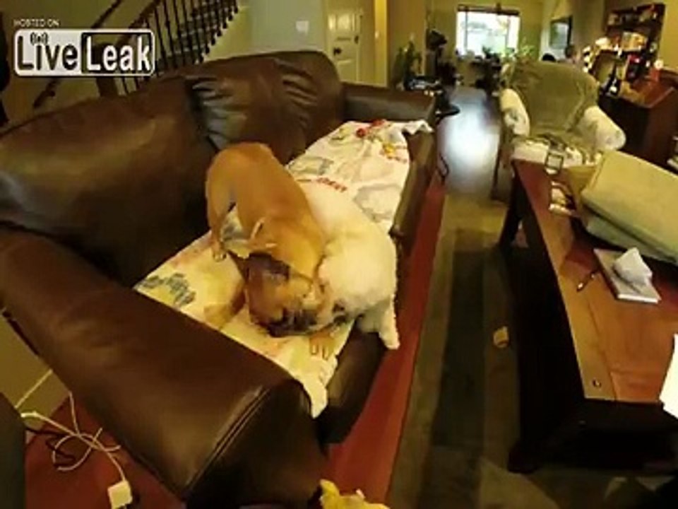 Basco and Leo, Round II