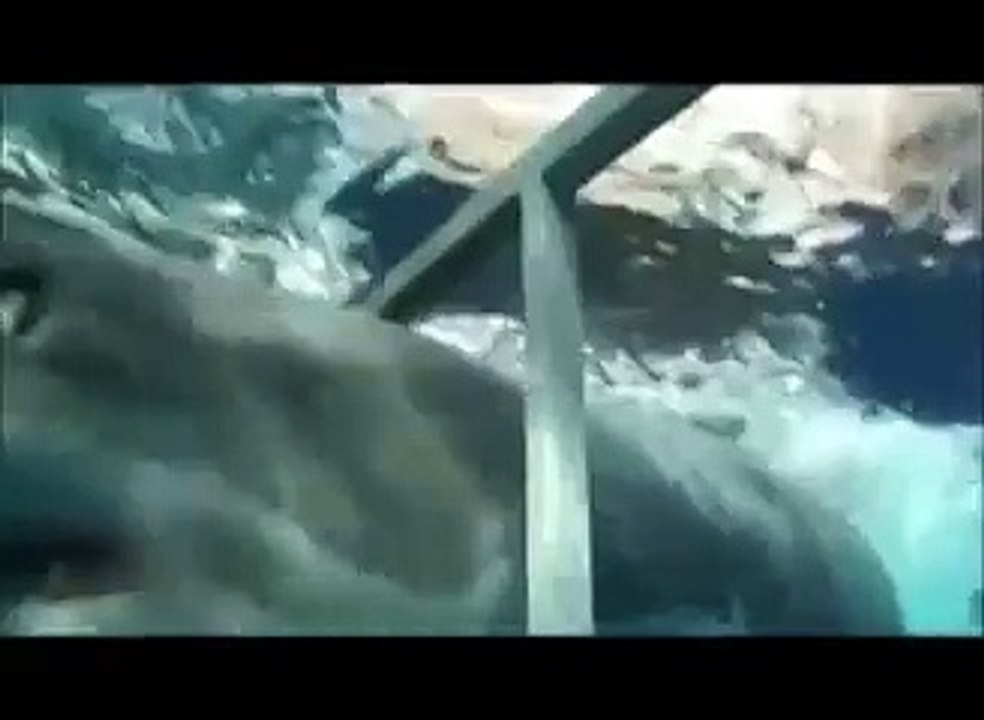 SCARY Shark Attacks ! Animal Videos