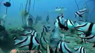 Shark Vs. Sea Snake Animal Videos