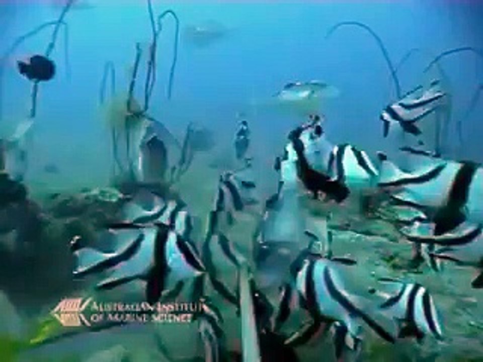Shark Vs. Sea Snake Animal Videos