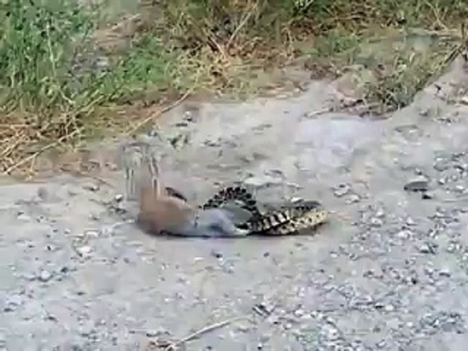 SNAKE VS SQUIRREL Animal Videos