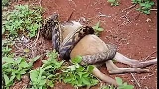 The Biggest Snake In the World! Animal Videos