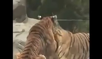 TİGER FİGHT WİTH A TİGER _ KİLLED NEW 2015 Animal Videos