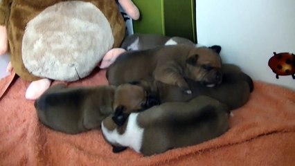 5ème  vidéo Chiot n°5 de la 22ème portée de STAFFORDLAND