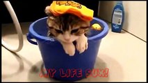 Funny Cats Compilation [Most See] Funny Cat Videos Ever Part 1 [Full Episode]