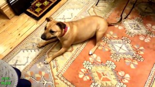 Funny Animals Playing Dead Compilation 2013 [HD]