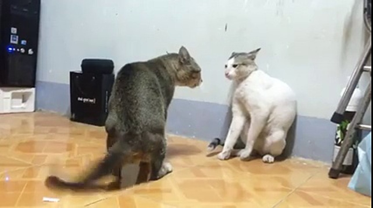Cat Fight