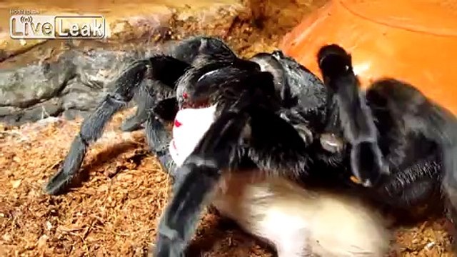 **TARANTULAS VS MICE** -LIVE FEEDING-