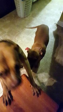 Two dogs are hilariously ashamed in front of their master