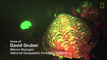 Cette tortue de mer brille dans la nuit