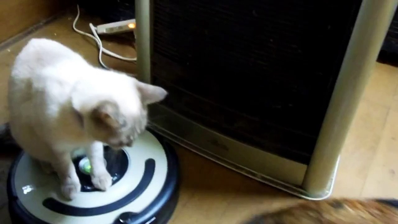 Mag Ma | 久々のルンバ猫　こはるちゃん