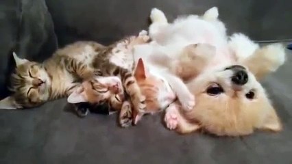 Une très belle complicité entre ce chiot et ces chatons