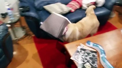 Les chiens les plus bêtes du monde