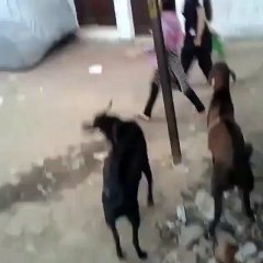 bakra ha k bull must watch n share