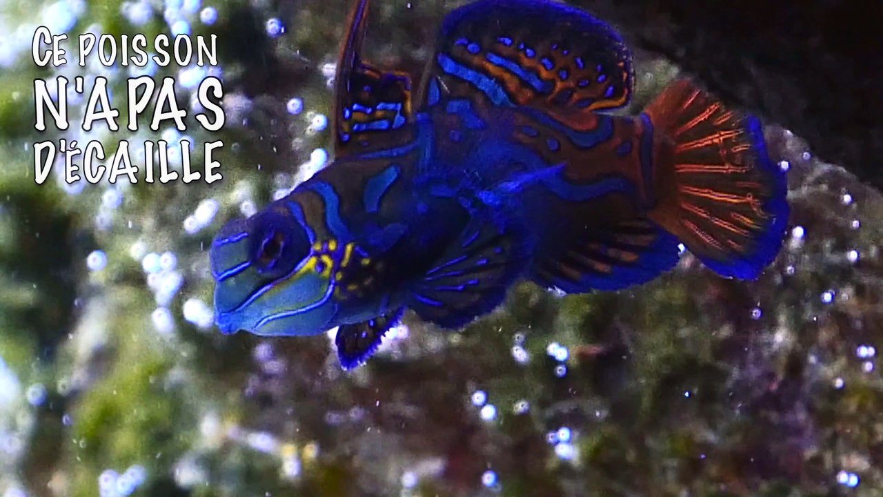 Top 5 des plus beaux poissons tropicaux