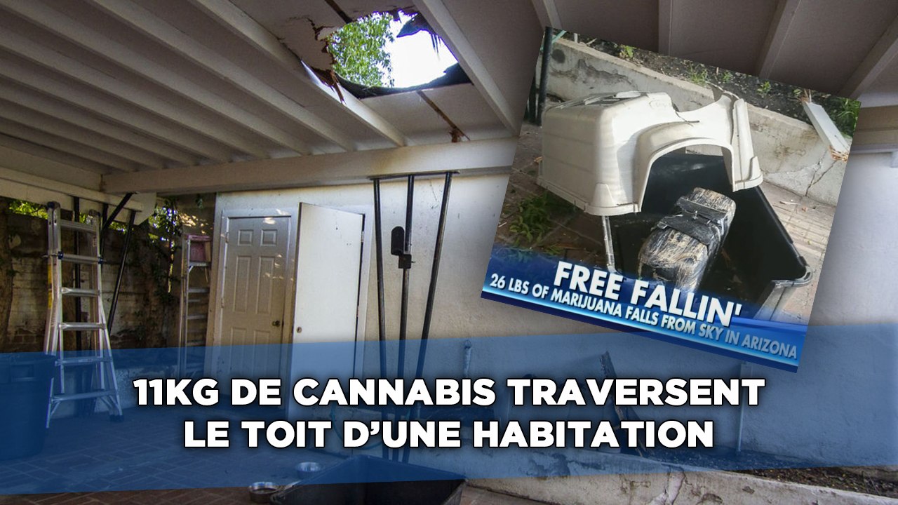 11 kg de cannabis tombés du ciel traversent le toit d'une habitation