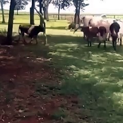 inek-koyuna -meydan okursa