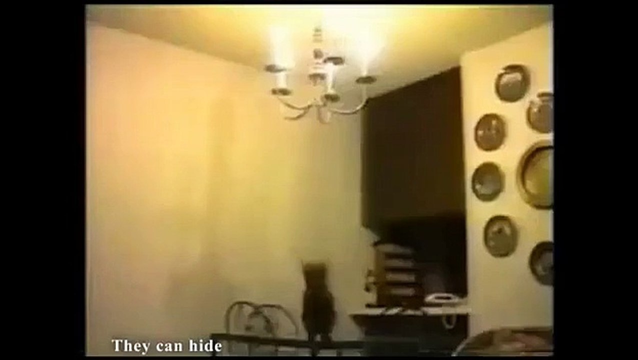 Hahahahaha, les Ninja chats