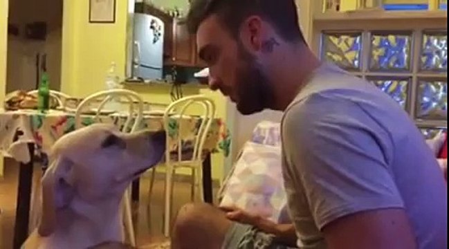 Провинившаяся собака просит прощения