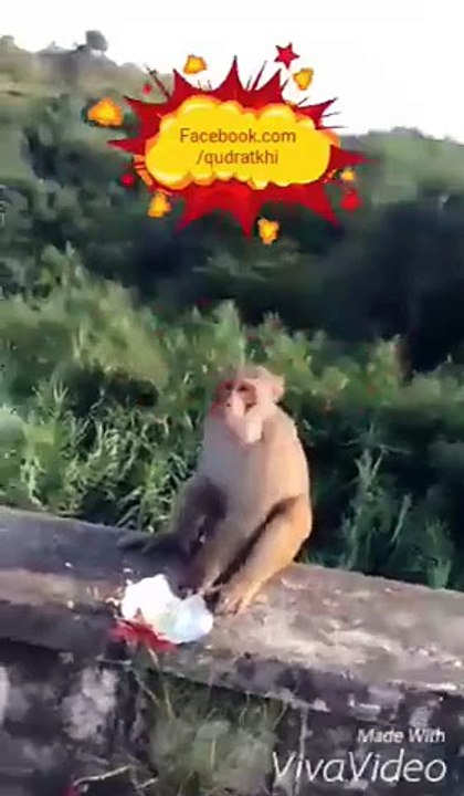 monkey eating