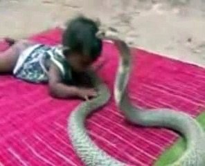 Baby Trying to Play with Cobra in India