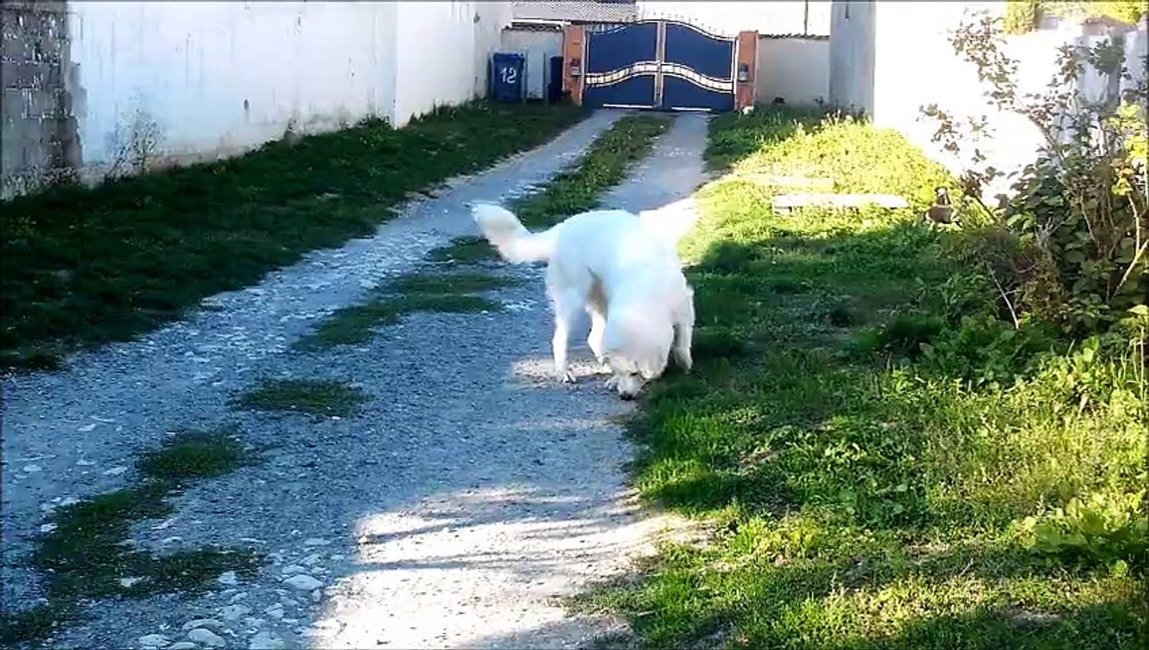 Belle et les petits loulous