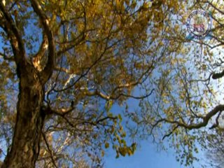 Chaman Chaman Gali Gali – Romantic Song by Romela & Dildar 🎶