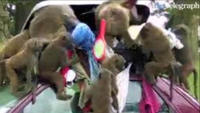 monkeys doing funny things
