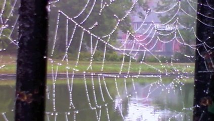 Mesmerizing Water and Geese Scene | Video Magic ✨