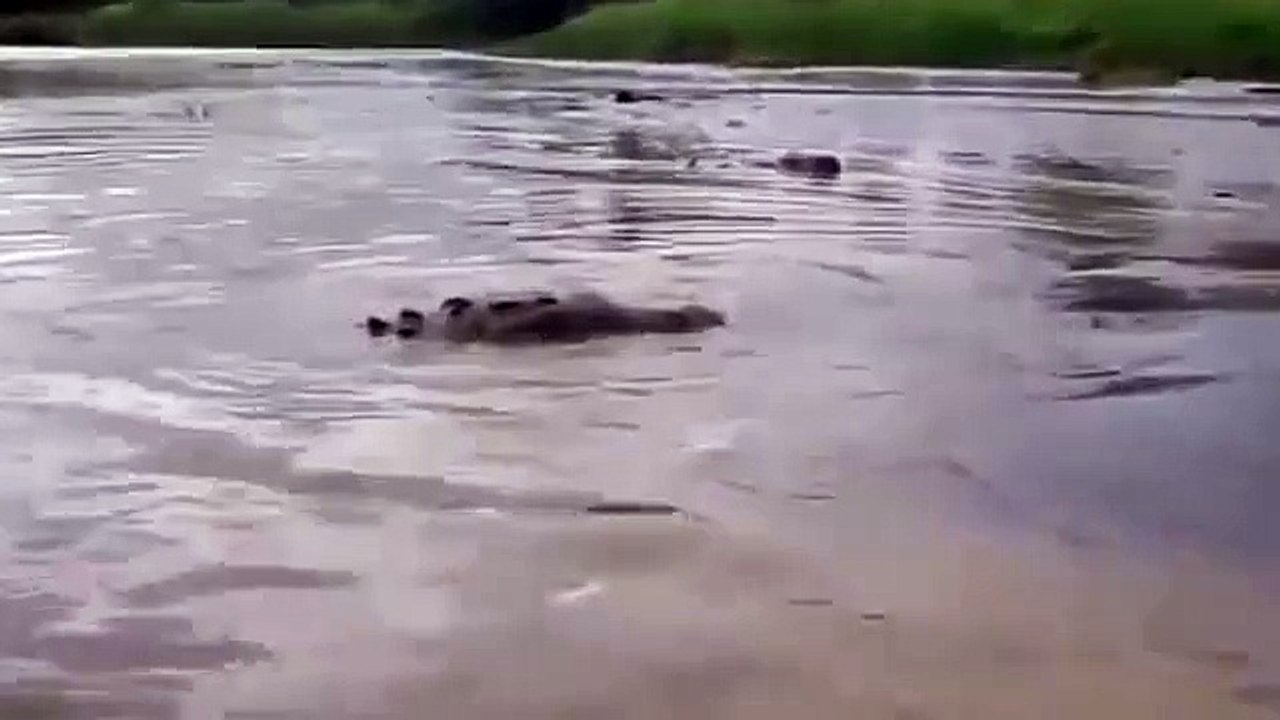 Near miss with huge crocodile