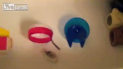 Hamster Bites My Cat On the Ass