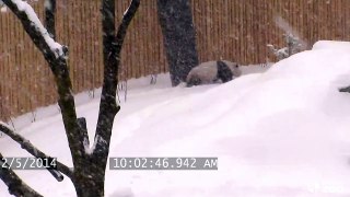 Toronto Zoo Giant Panda Enjoys Snow Fall