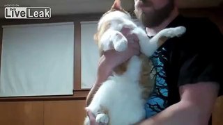 metal+drunk guy+cat= insane video