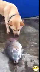 Dog Trying to Save Life of Fishes