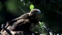 Eagle vs & attacks Cobra, Animal Fight Videos Compilation 2015