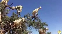 Many Goats Climb on One Small Tree