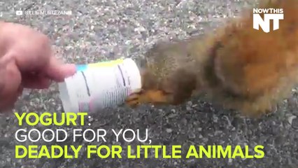 Animals Keep Getting Their Heads Stuck In Yoplait Containers