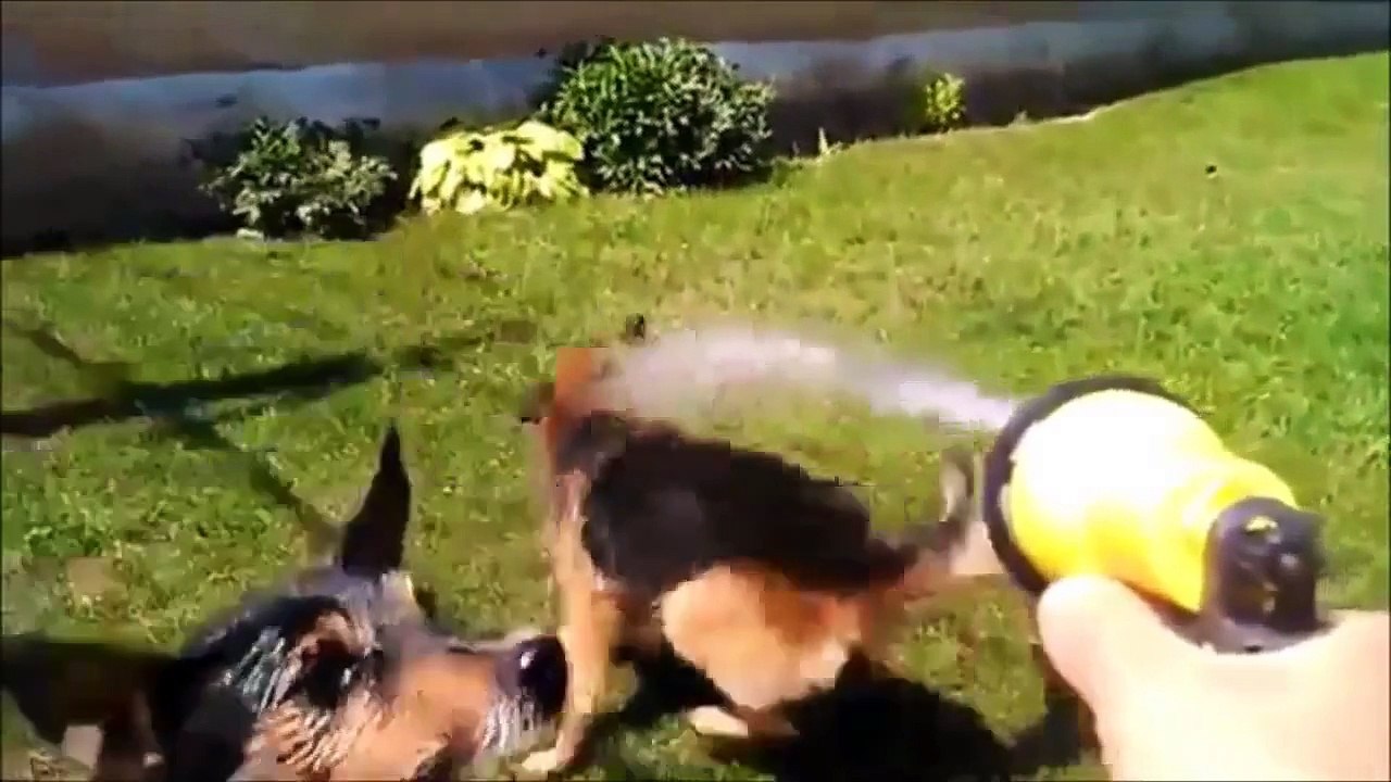 Funny German Shepherd Videos: Compilation ✔ - ( 2014 - 2015 ) [Full Episode]