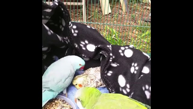 Perruche trop chou demande à a sa compagne si tout vas bien