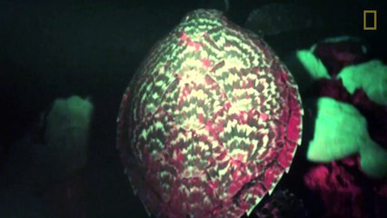 Ils ont trouvé une tortue qui brille dans le noir !