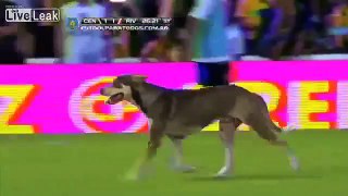 What Dog Thinks About This Match